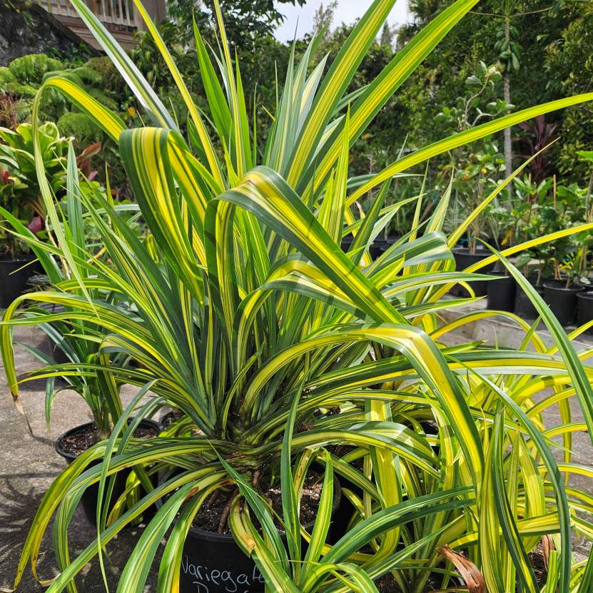 Fizzy Peach hibiscus